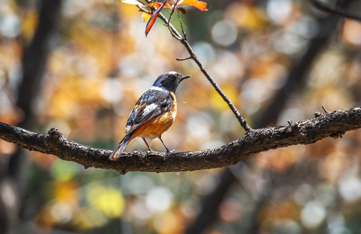 北红尾鸲（四十五）