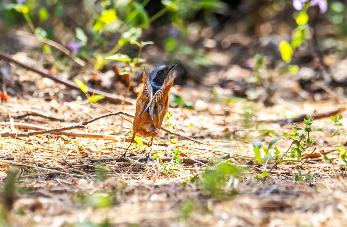 北红尾鸲（四十五）