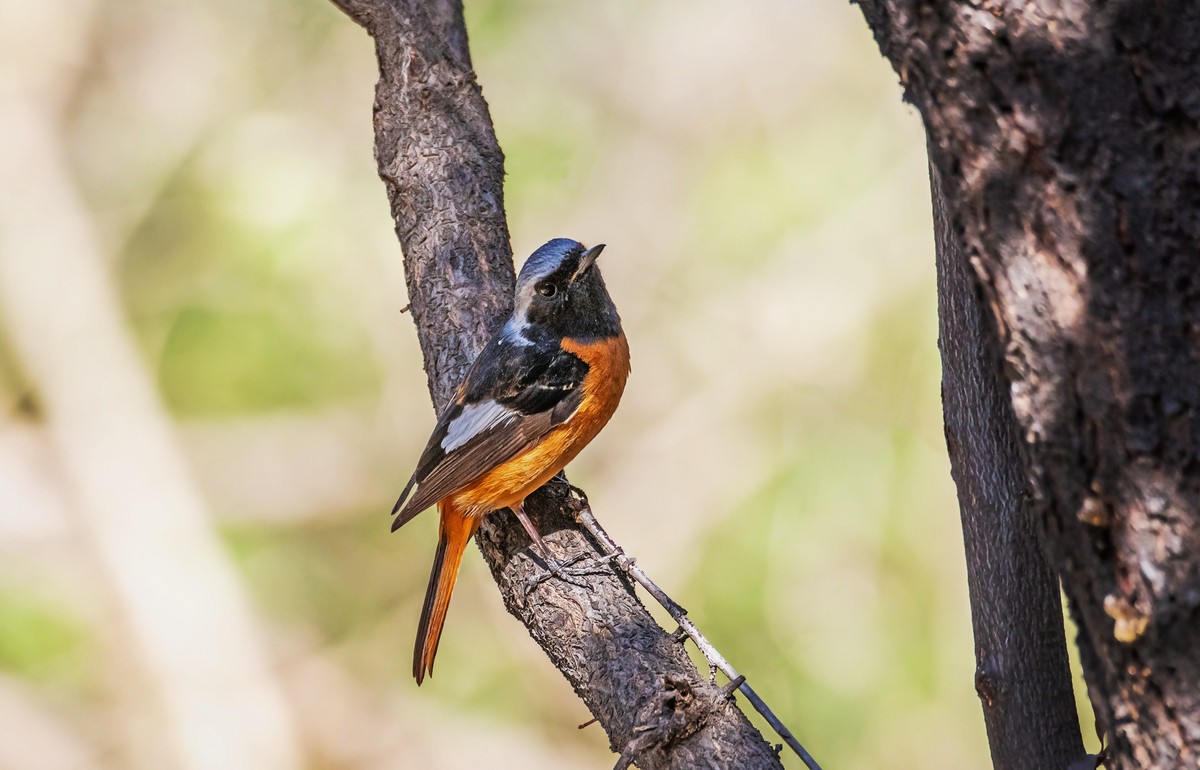 北红尾鸲（四十五）