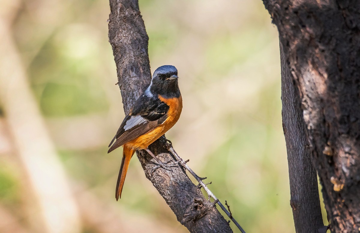 北红尾鸲（四十五）