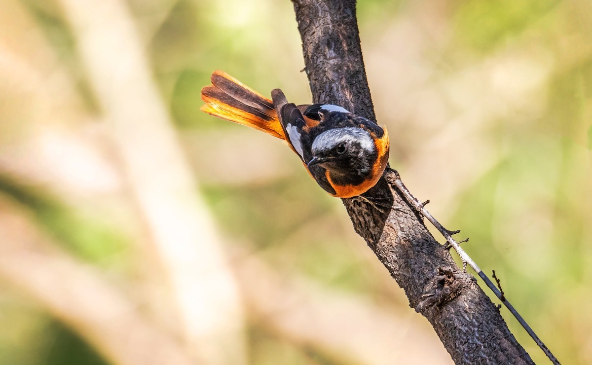 北红尾鸲（四十五）