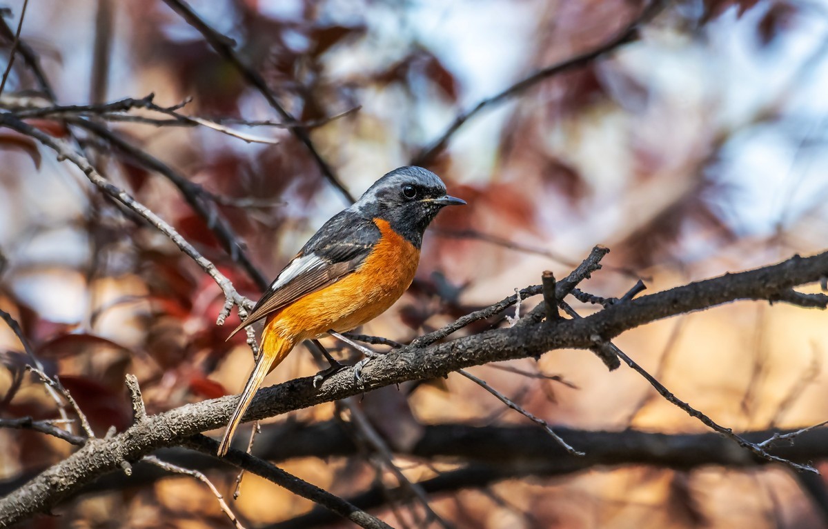 北红尾鸲（四十五）