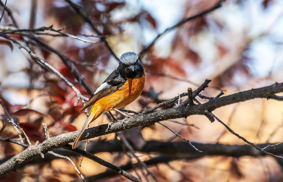 北红尾鸲（四十五）