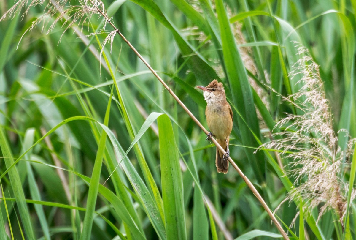 爱唱歌的大苇莺（十三）