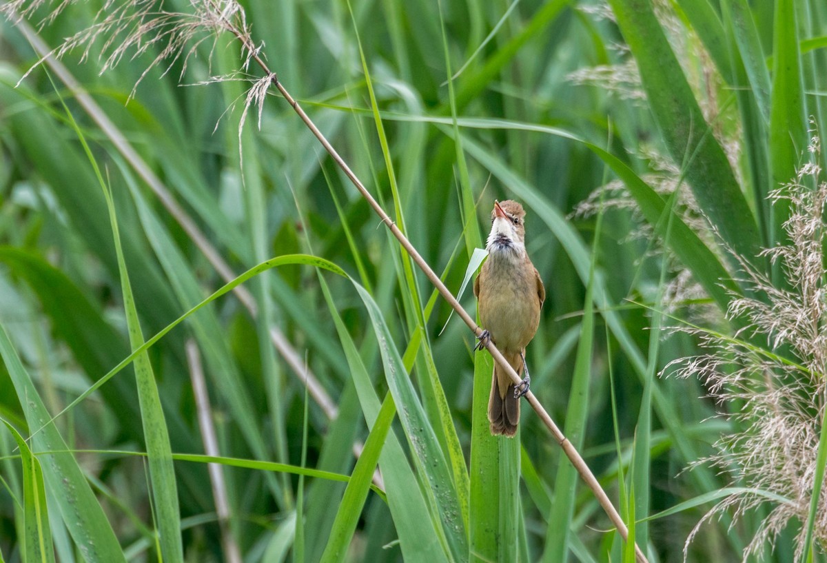 爱唱歌的大苇莺（十三）