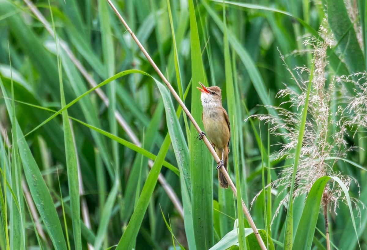 爱唱歌的大苇莺（十三）