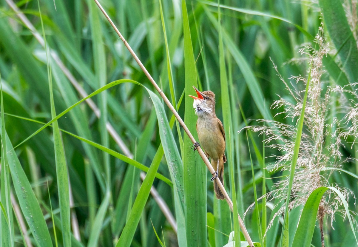 爱唱歌的大苇莺（十三）