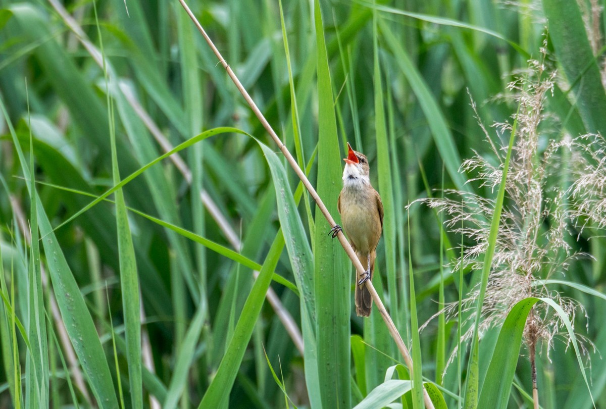 爱唱歌的大苇莺（十三）
