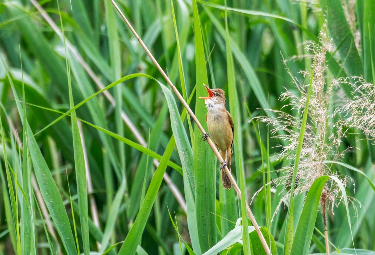 爱唱歌的大苇莺（十三）