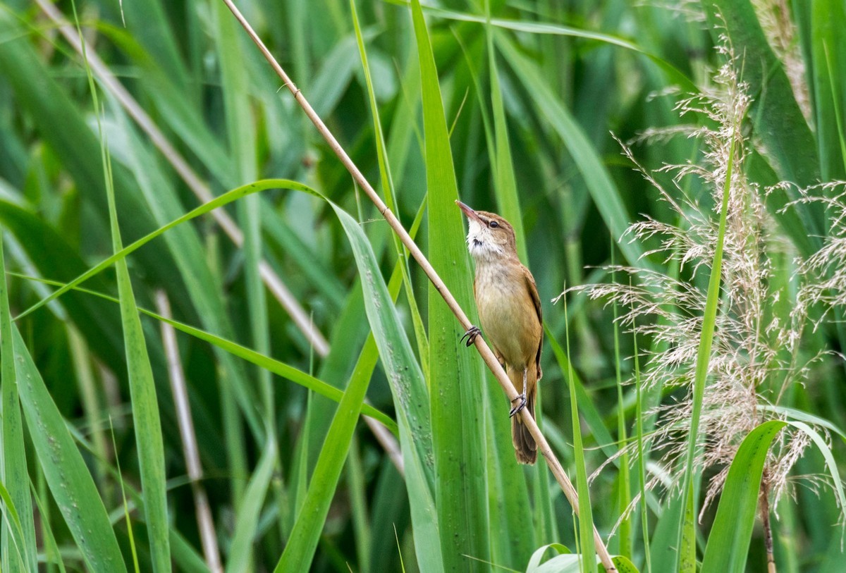 爱唱歌的大苇莺（十三）