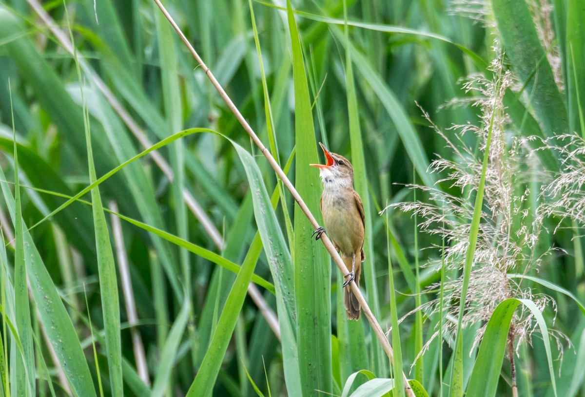 爱唱歌的大苇莺（十三）