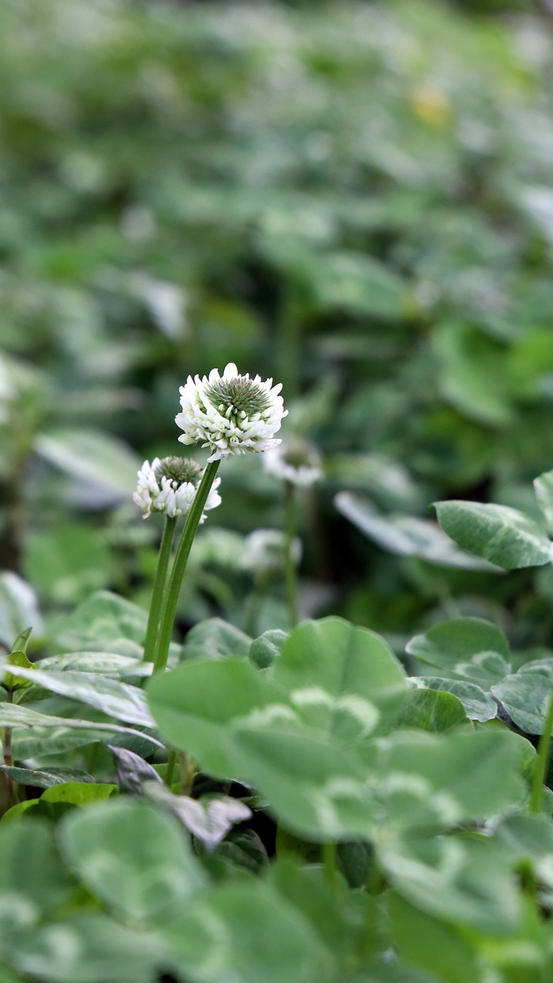 佳能R6 RF24-105 试机