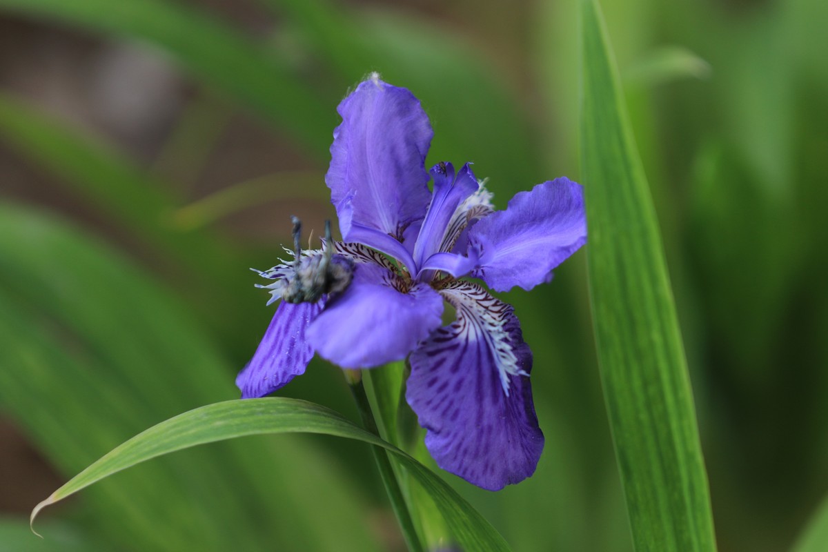 小区美丽的花朵