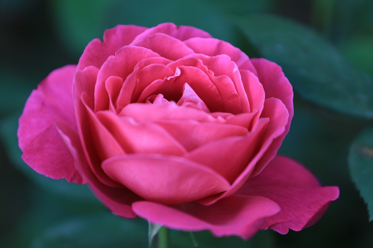 小区美丽的花朵