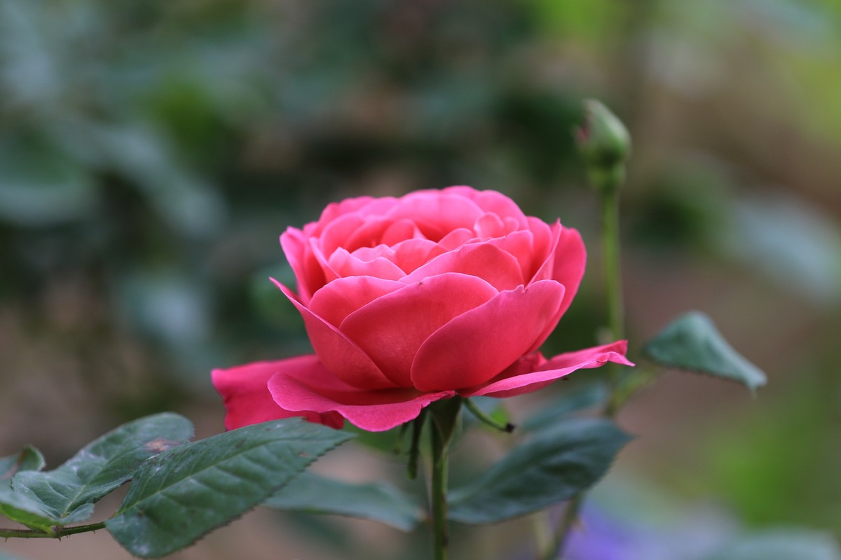 小区美丽的花朵