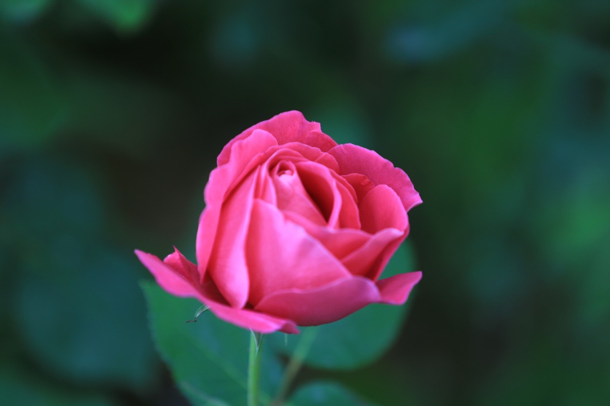小区美丽的花朵