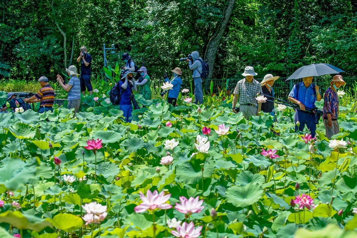 中山植物园荷展随拍