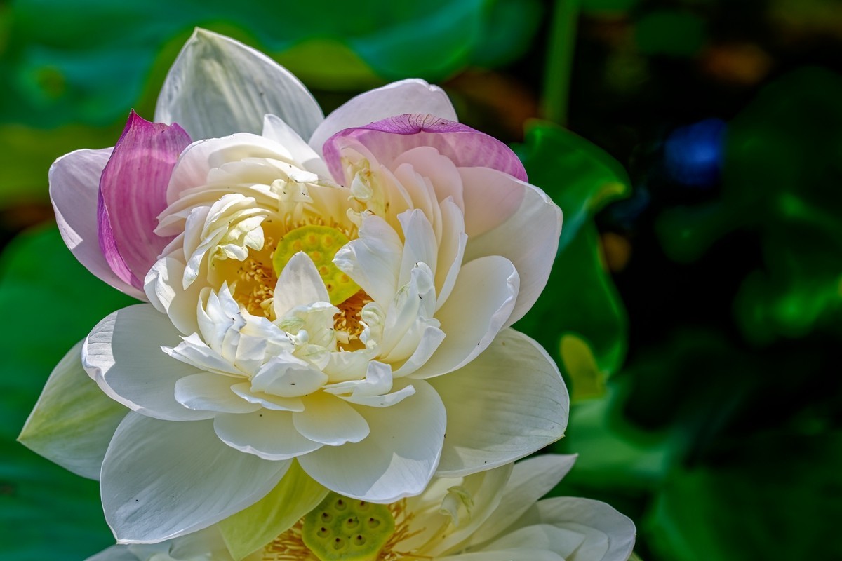 中山植物园荷展随拍
