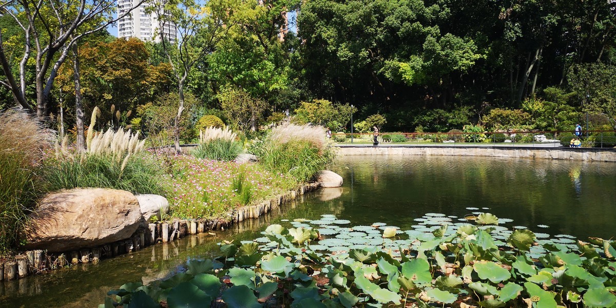 #留住美丽秋天# 上海和平公园