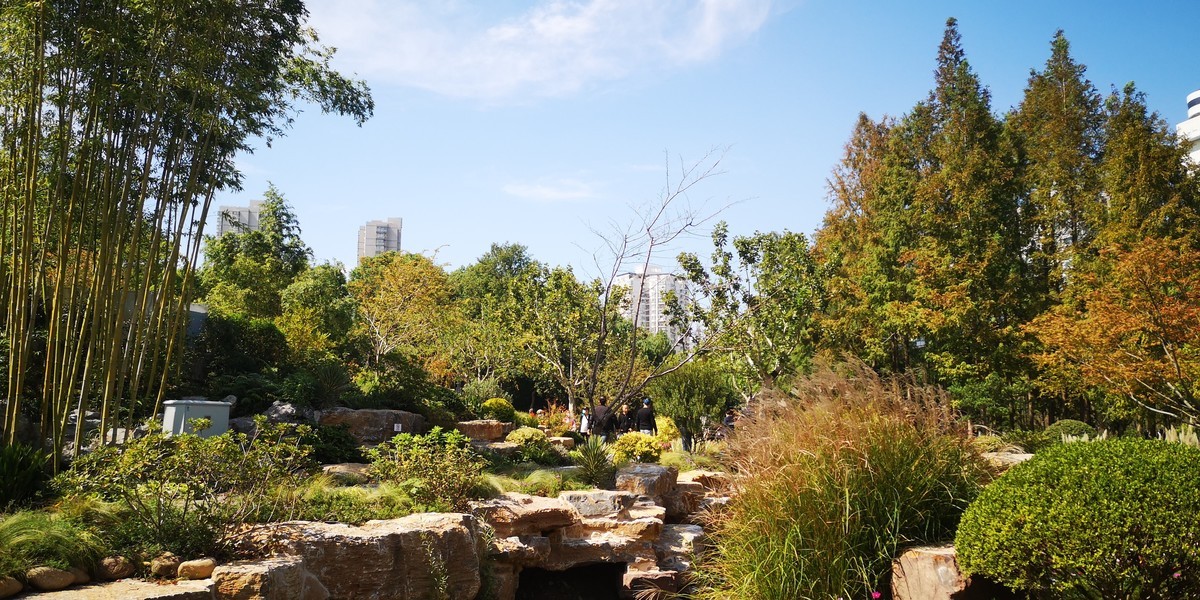 #留住美丽秋天# 上海和平公园