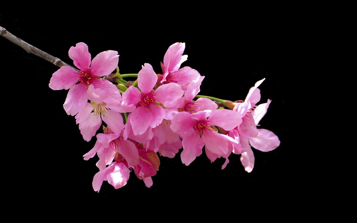23108 ─ 宝墨园的樱花