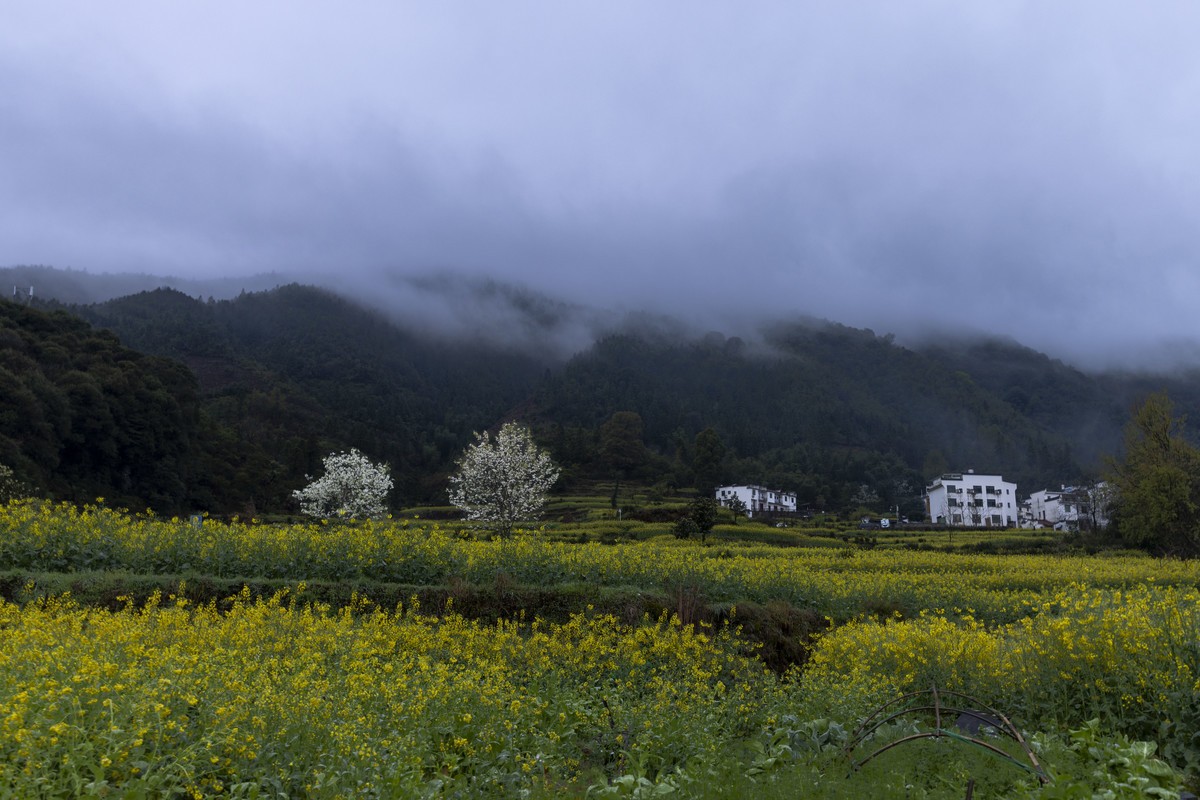 #花开春光寻美景#--春雨中的婺源油菜花