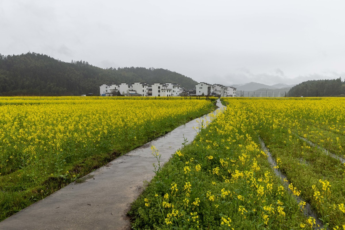 #花开春光寻美景#--春雨中的婺源油菜花