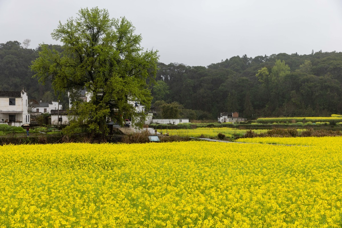 #花开春光寻美景#--春雨中的婺源油菜花