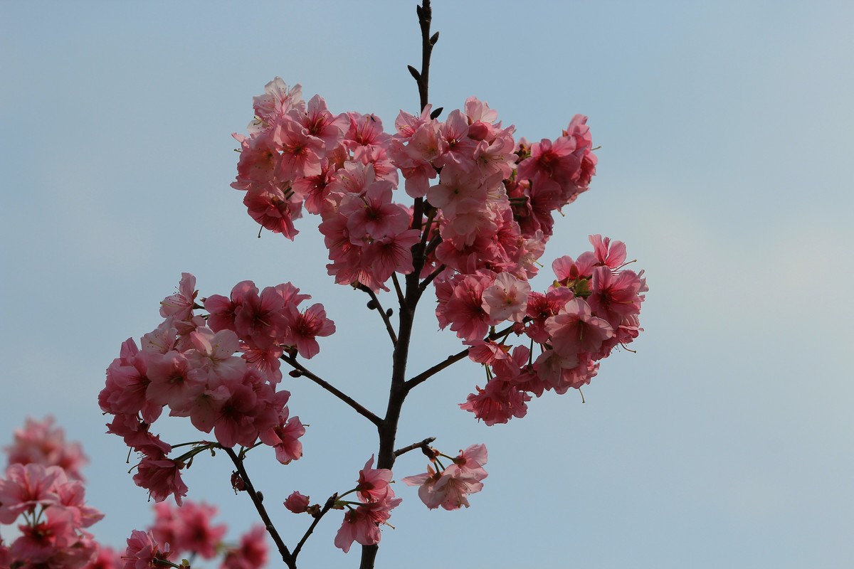 拍摄花卉一（118）