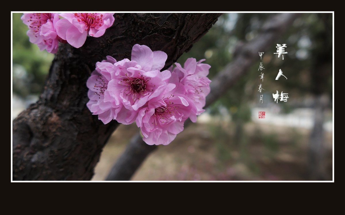 老干盛开美人梅