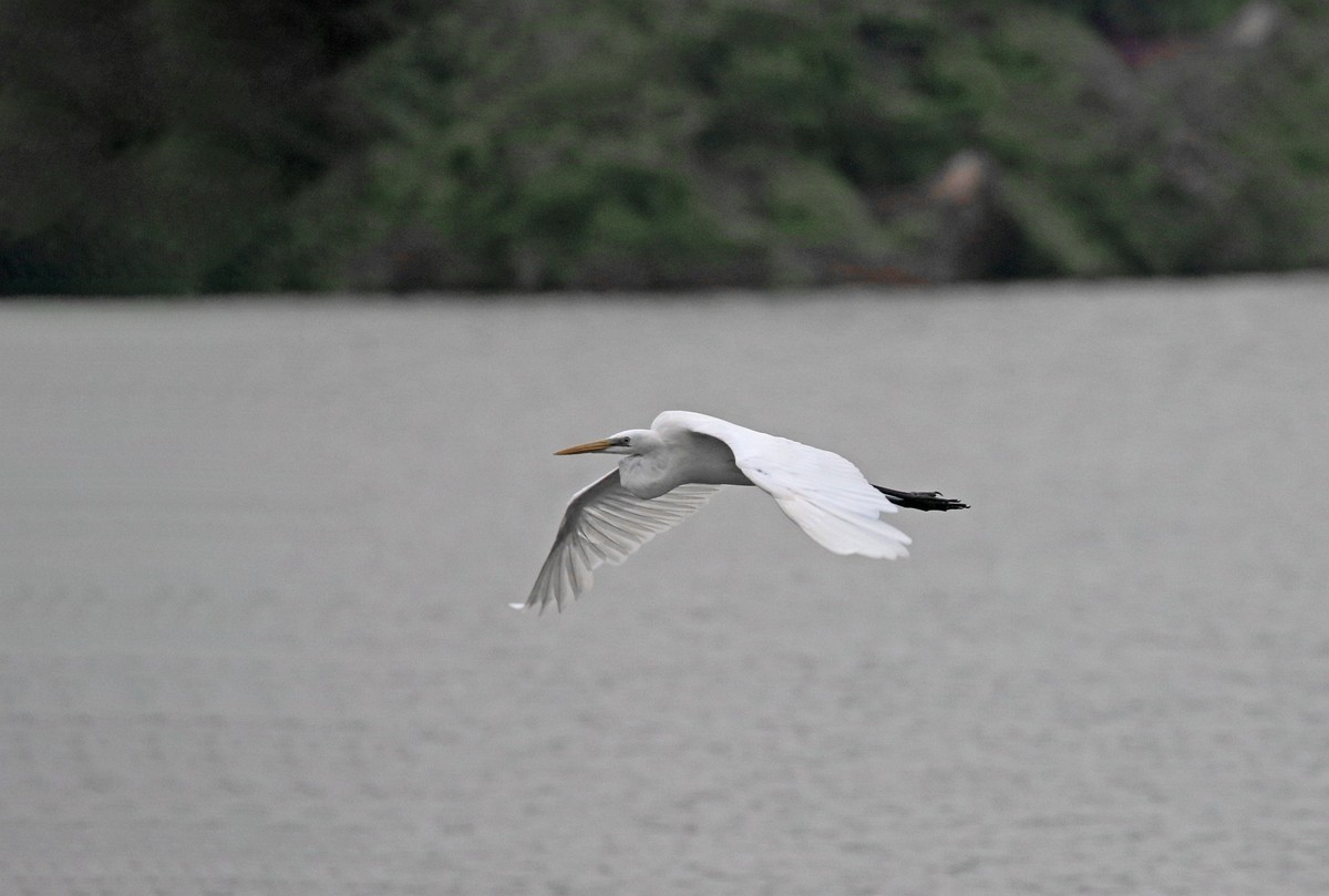 低空飞翔的白鹭