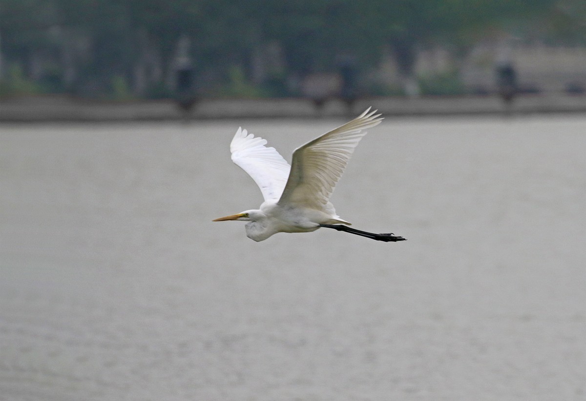 低空飞翔的白鹭
