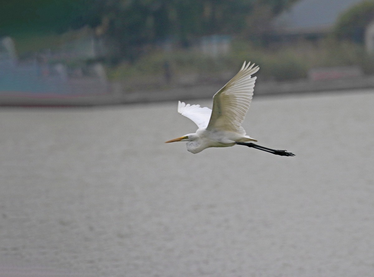 低空飞翔的白鹭