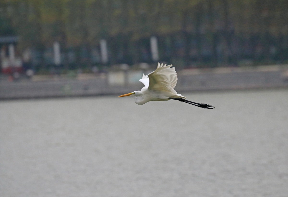 低空飞翔的白鹭