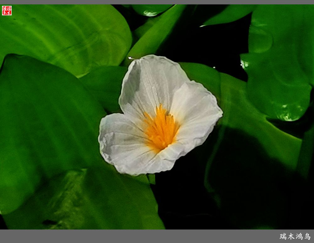 【国家植物园】2.雍容的睡莲款款地绽放