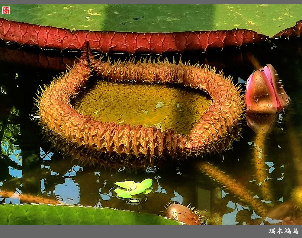 【国家植物园】2.雍容的睡莲款款地绽放