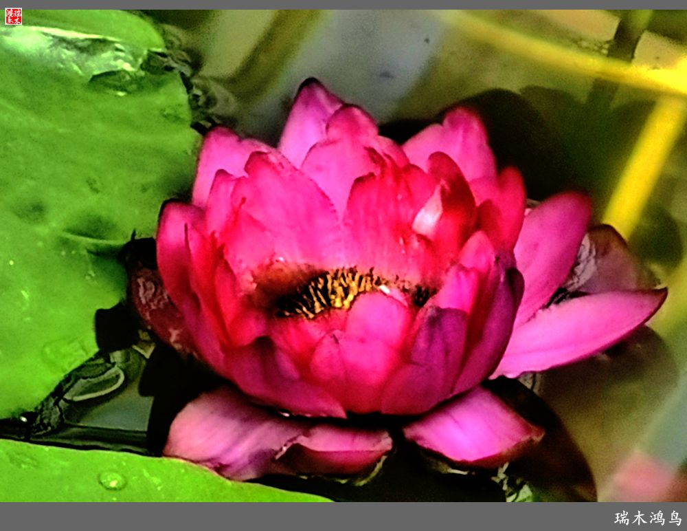 【国家植物园】2.雍容的睡莲款款地绽放