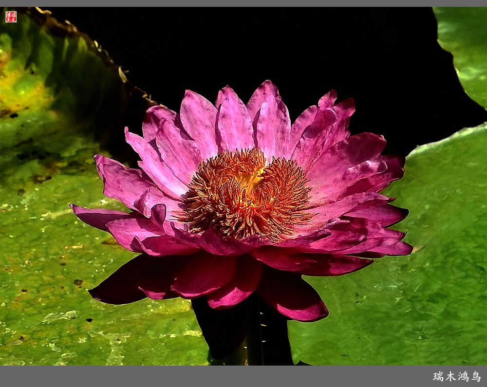 【国家植物园】2.雍容的睡莲款款地绽放