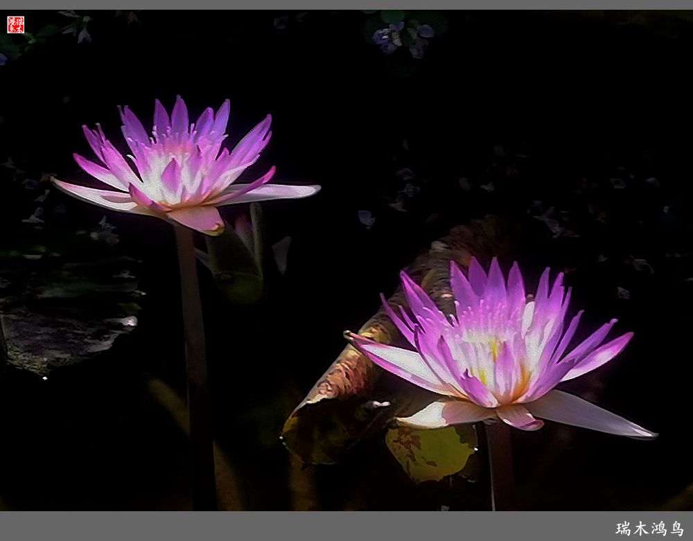 【国家植物园】2.雍容的睡莲款款地绽放