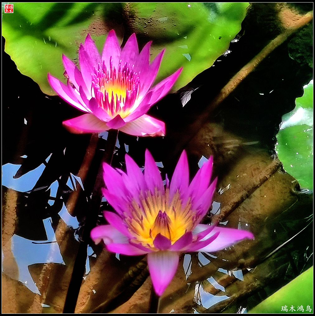 【国家植物园】2.雍容的睡莲款款地绽放