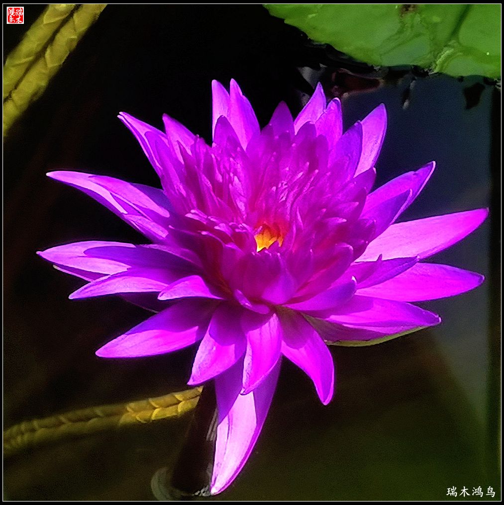 【国家植物园】2.雍容的睡莲款款地绽放