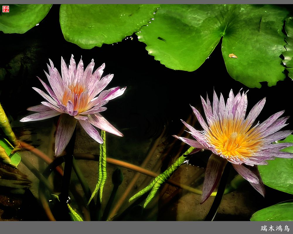 【国家植物园】2.雍容的睡莲款款地绽放