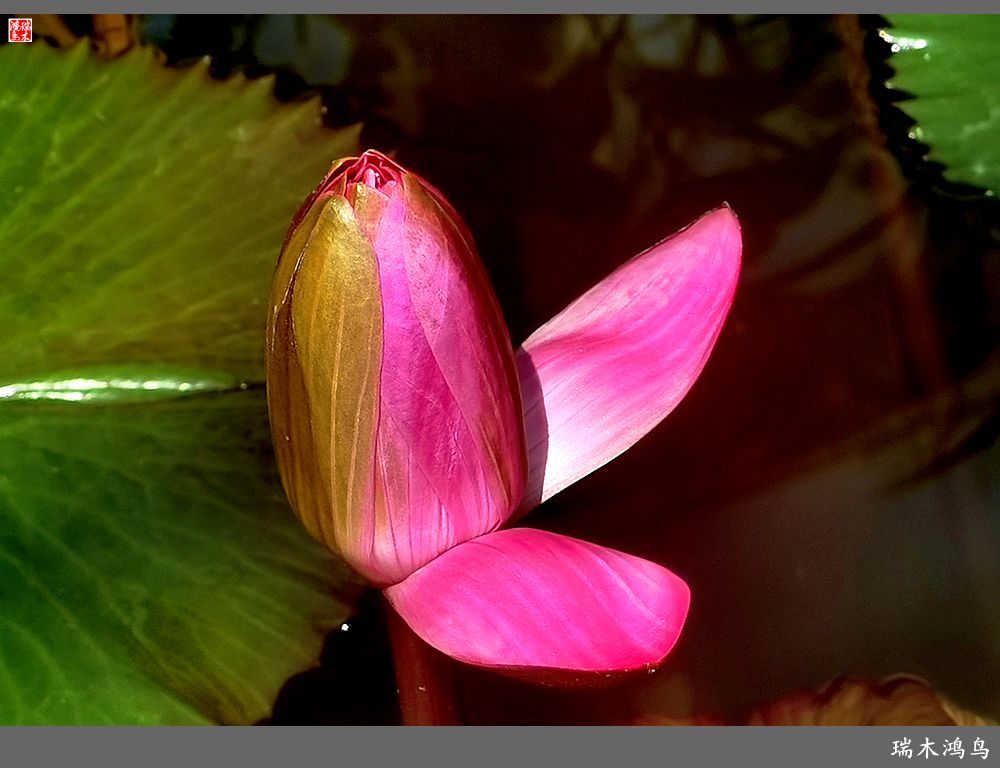 【国家植物园】2.雍容的睡莲款款地绽放