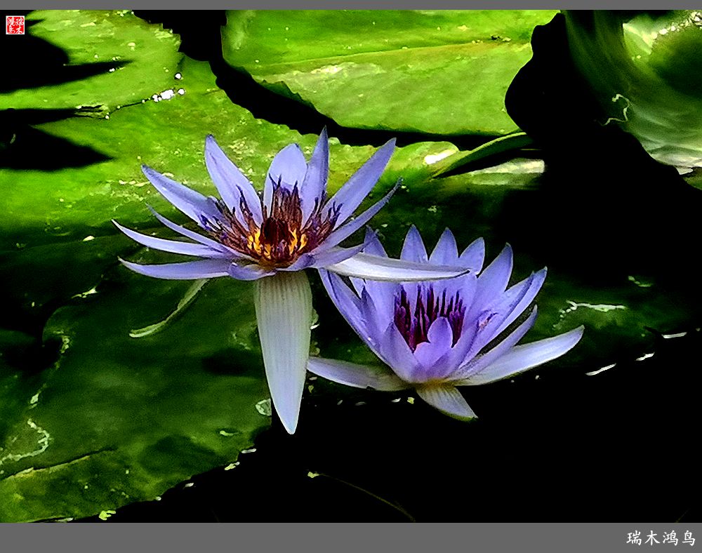 【国家植物园】2.雍容的睡莲款款地绽放