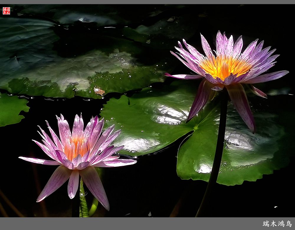 【国家植物园】2.雍容的睡莲款款地绽放