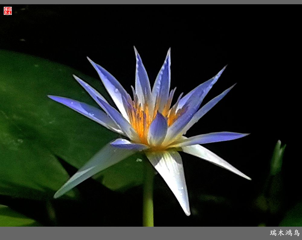 【国家植物园】2.雍容的睡莲款款地绽放