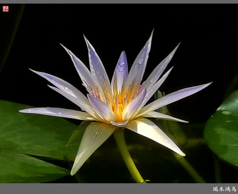 【国家植物园】2.雍容的睡莲款款地绽放