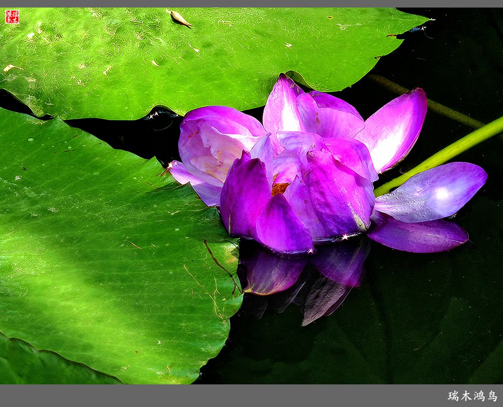 【国家植物园】2.雍容的睡莲款款地绽放