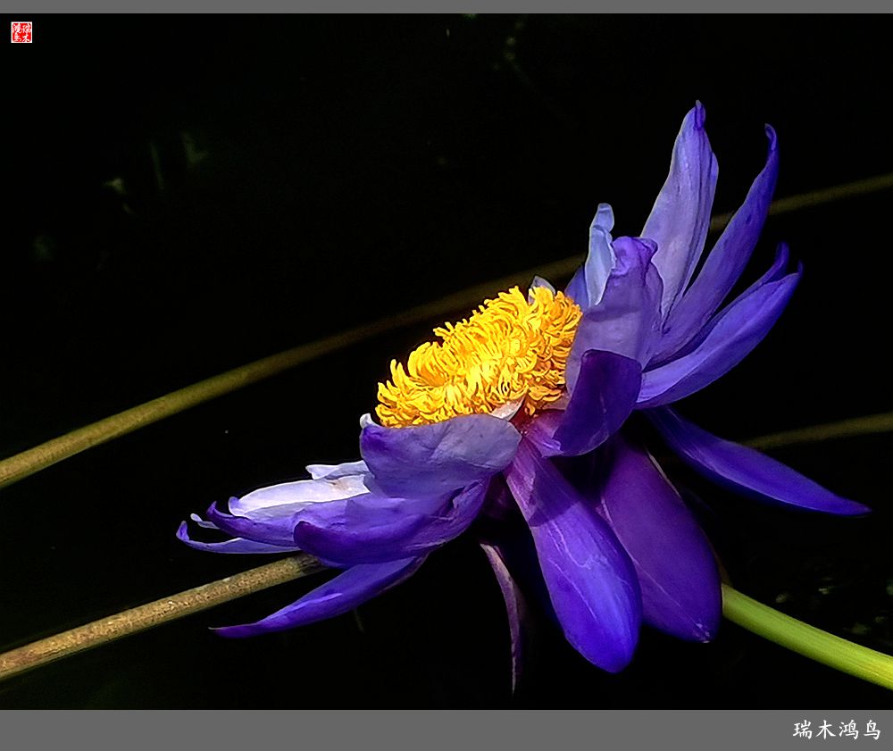 【国家植物园】2.雍容的睡莲款款地绽放