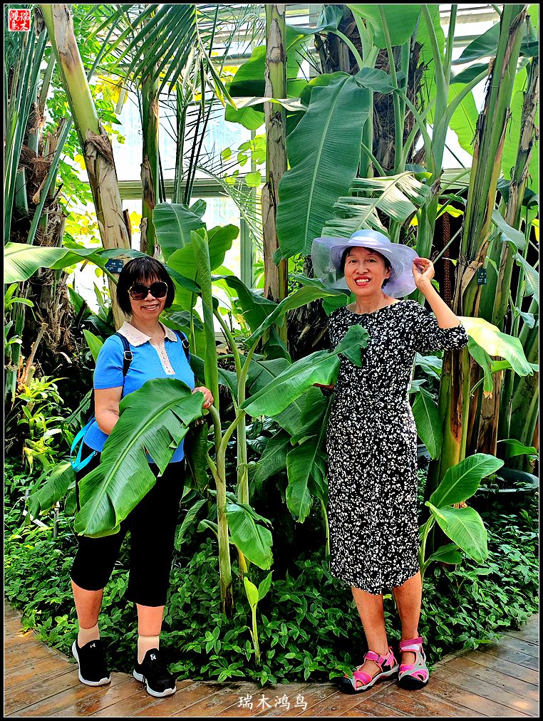 【国家植物园】2.雍容的睡莲款款地绽放